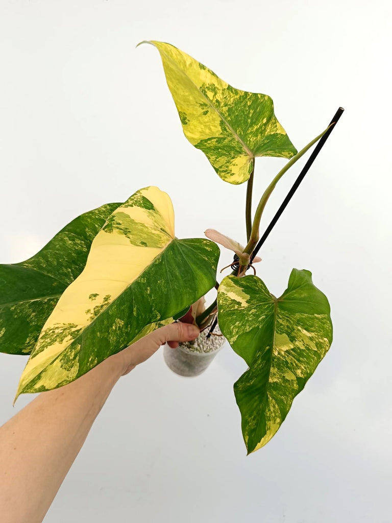 Philodendron domesticum variegata