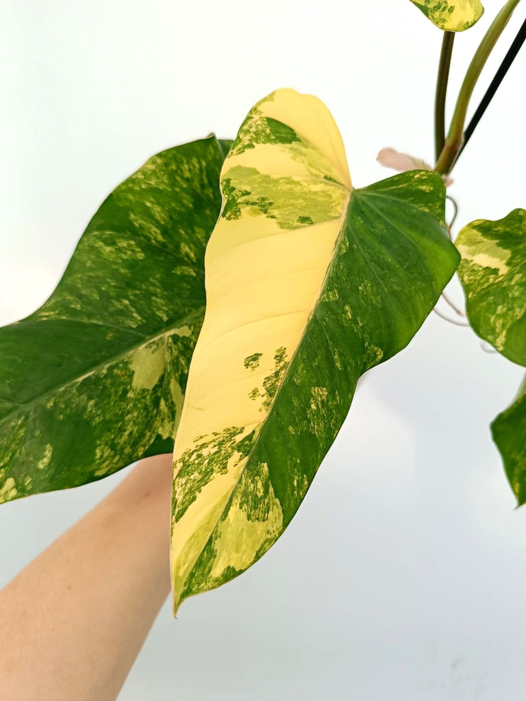 Philodendron domesticum variegata