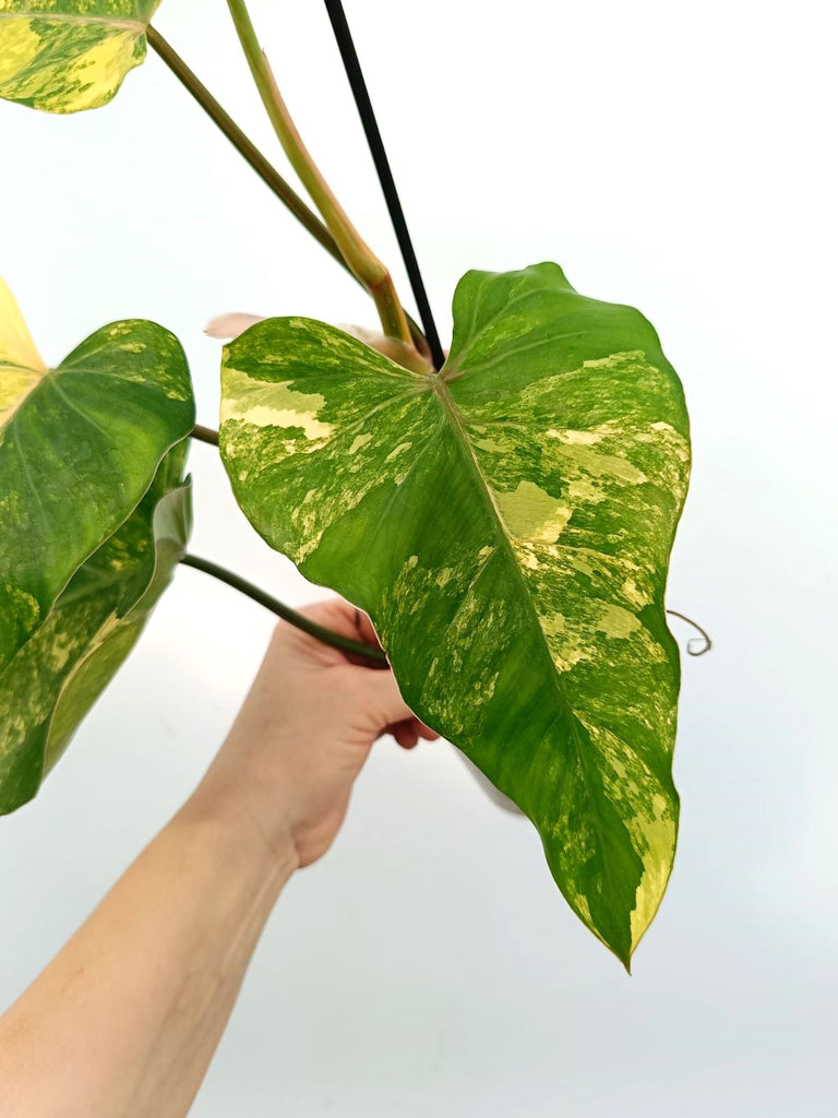 Philodendron domesticum variegata