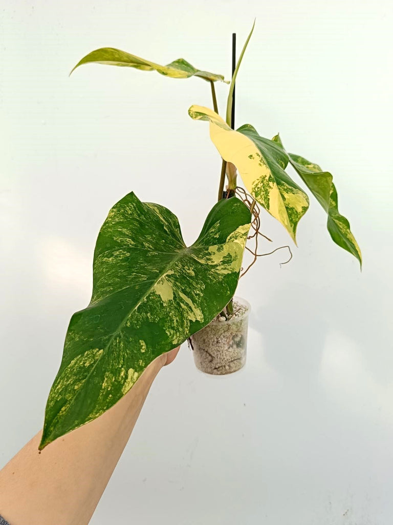 Philodendron domesticum variegata