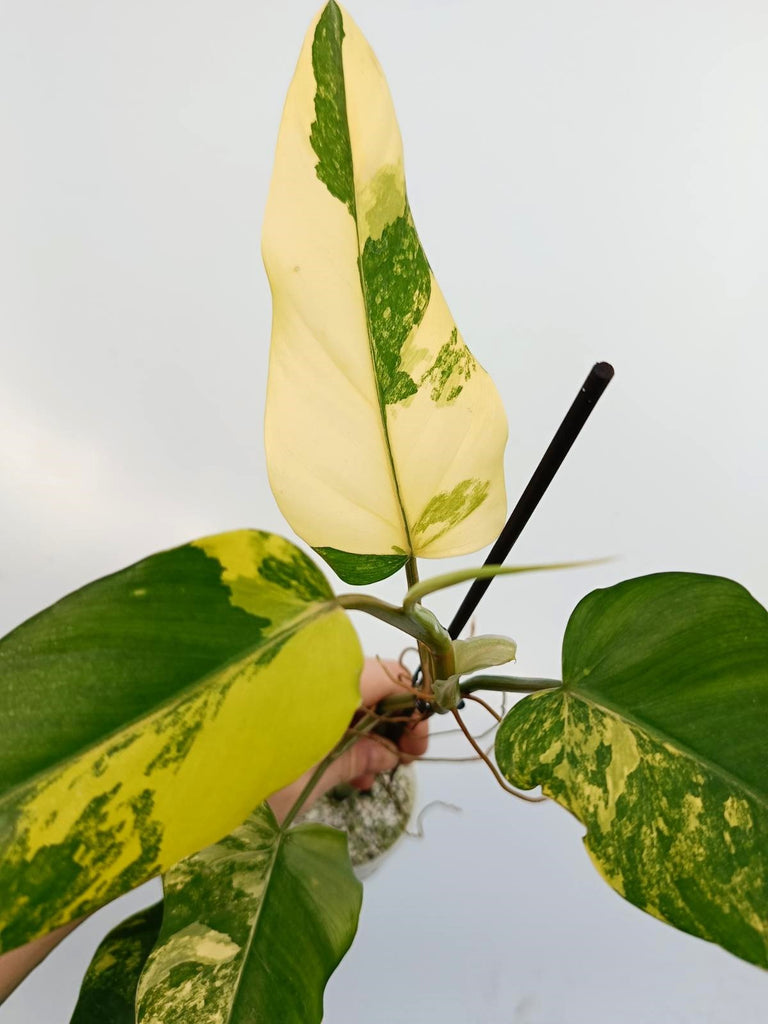 Philodendron domesticum variegata