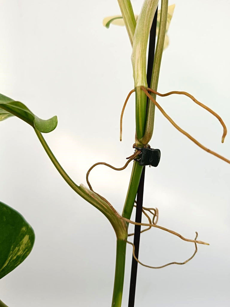 Philodendron domesticum variegata