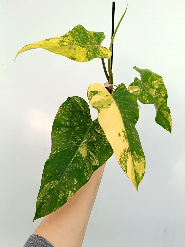 Philodendron domesticum variegata