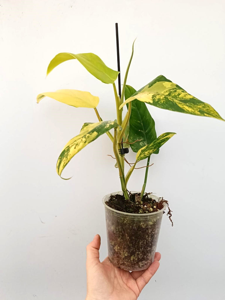 Philodendron domesticum variegata