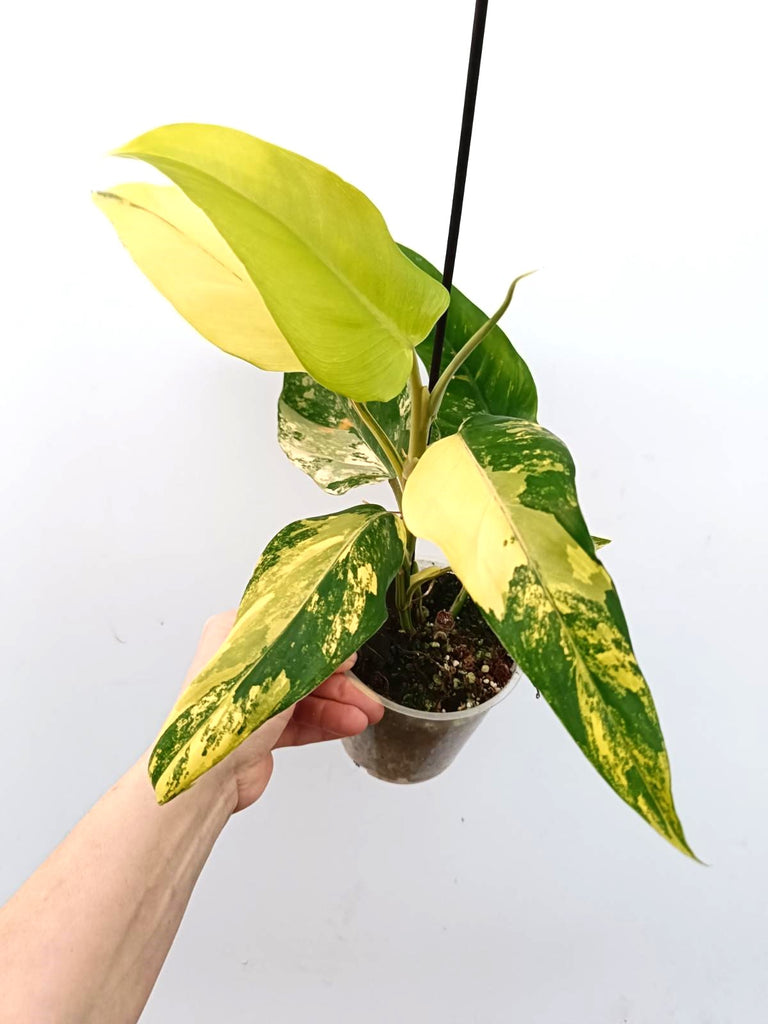 Philodendron domesticum variegata