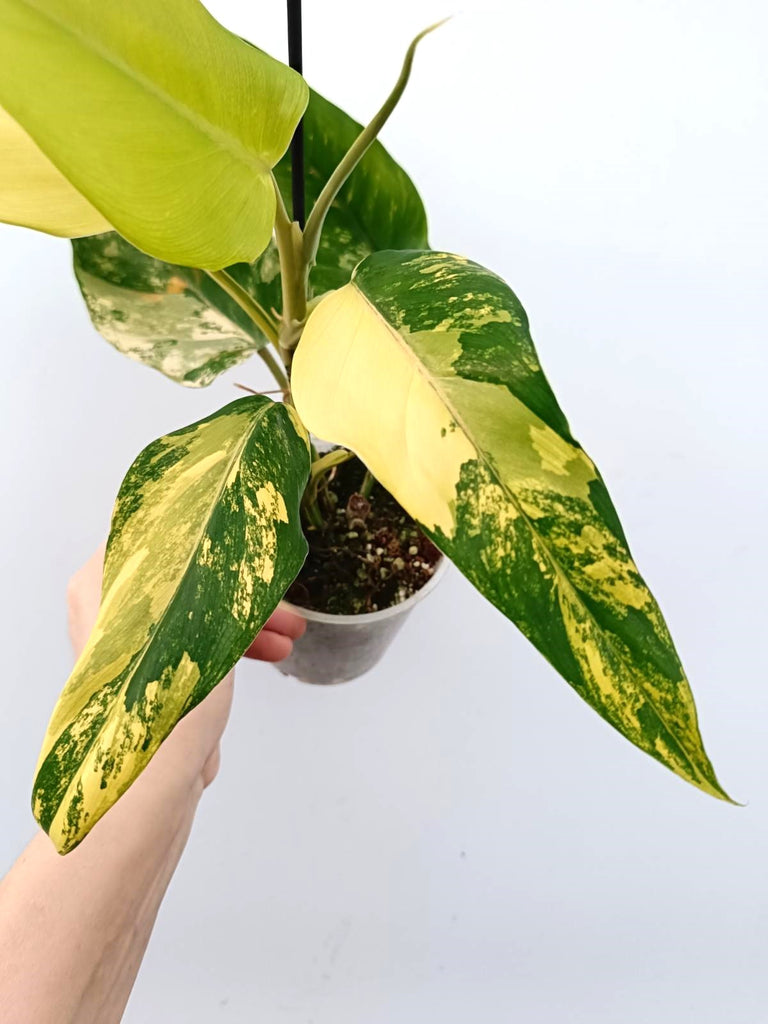 Philodendron domesticum variegata