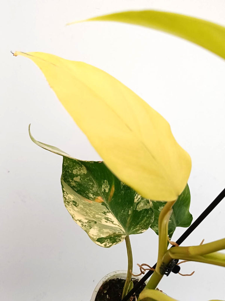 Philodendron domesticum variegata