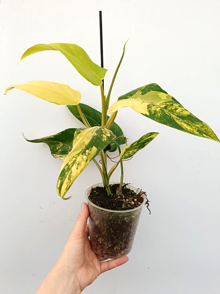 Philodendron domesticum variegata