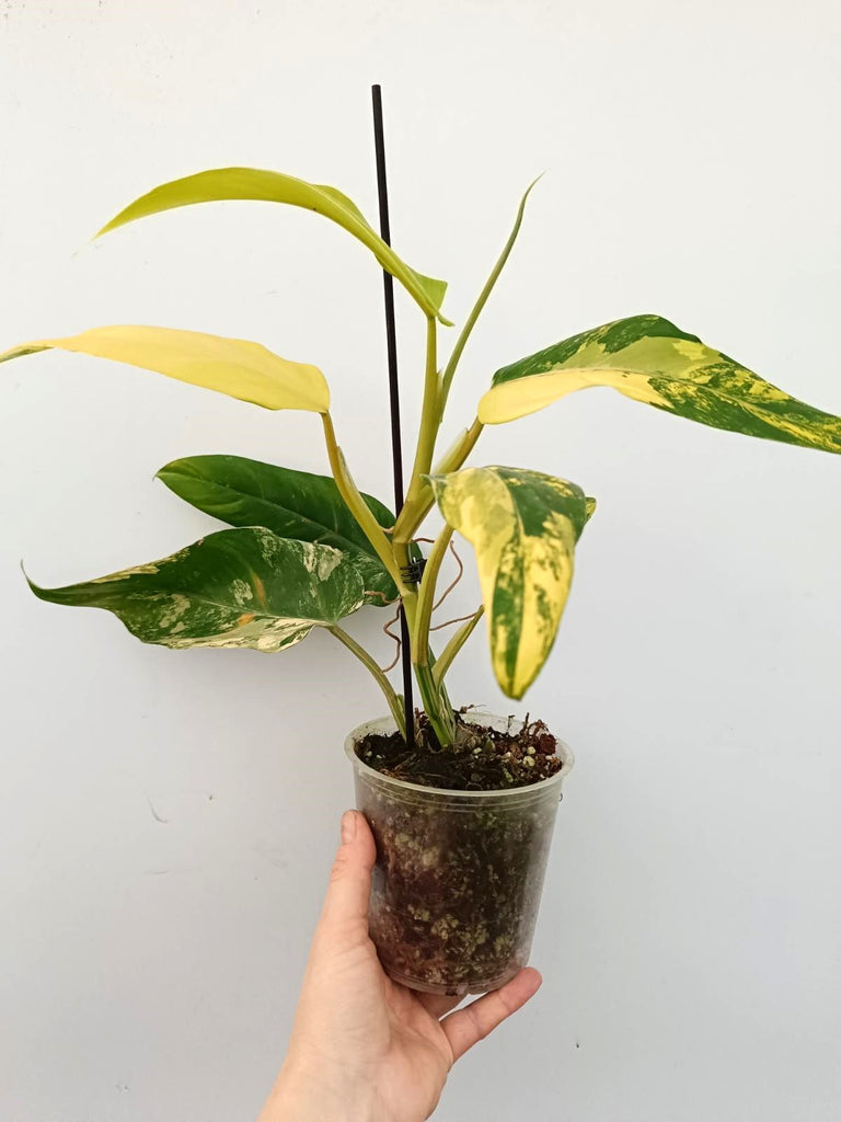 Philodendron domesticum variegata