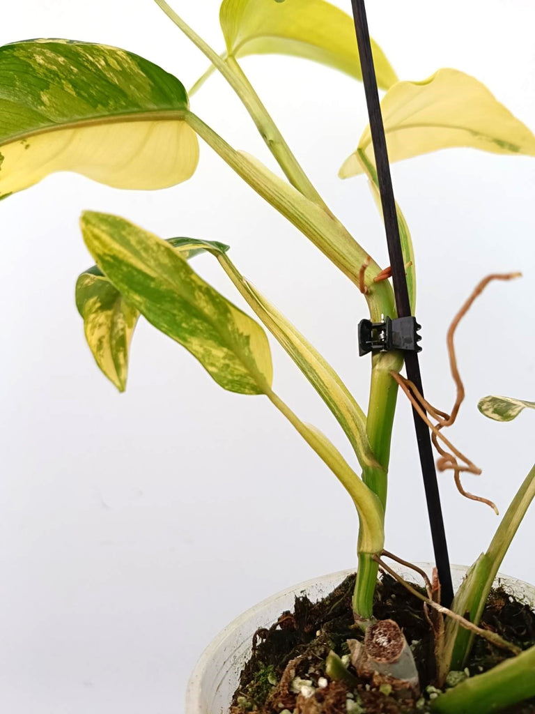 Philodendron domesticum variegata