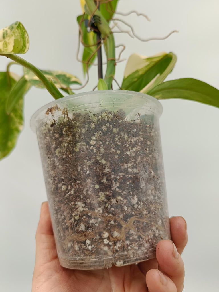 Philodendron domesticum variegata