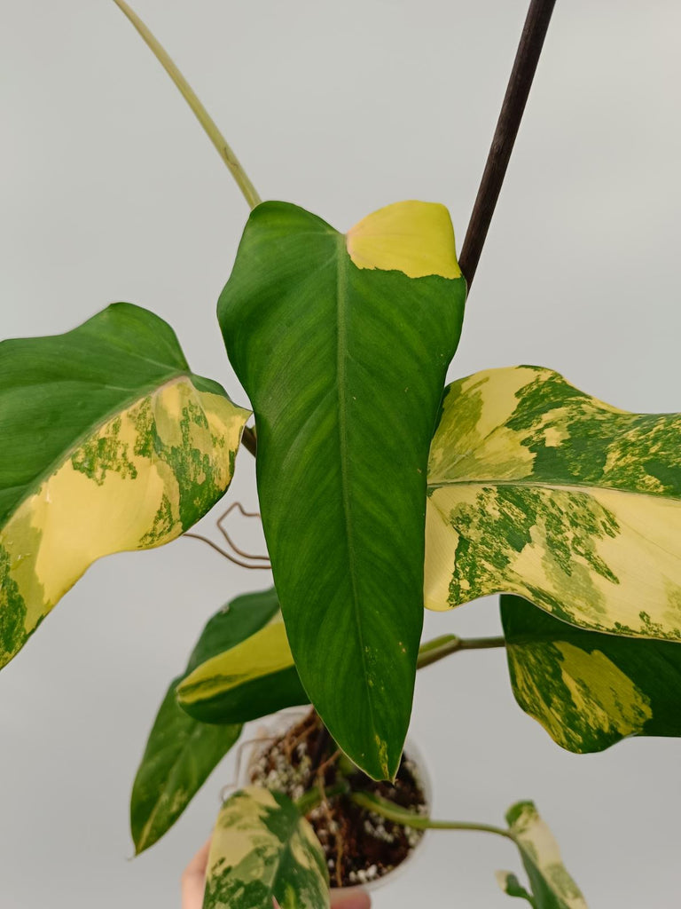 Philodendron domesticum variegata