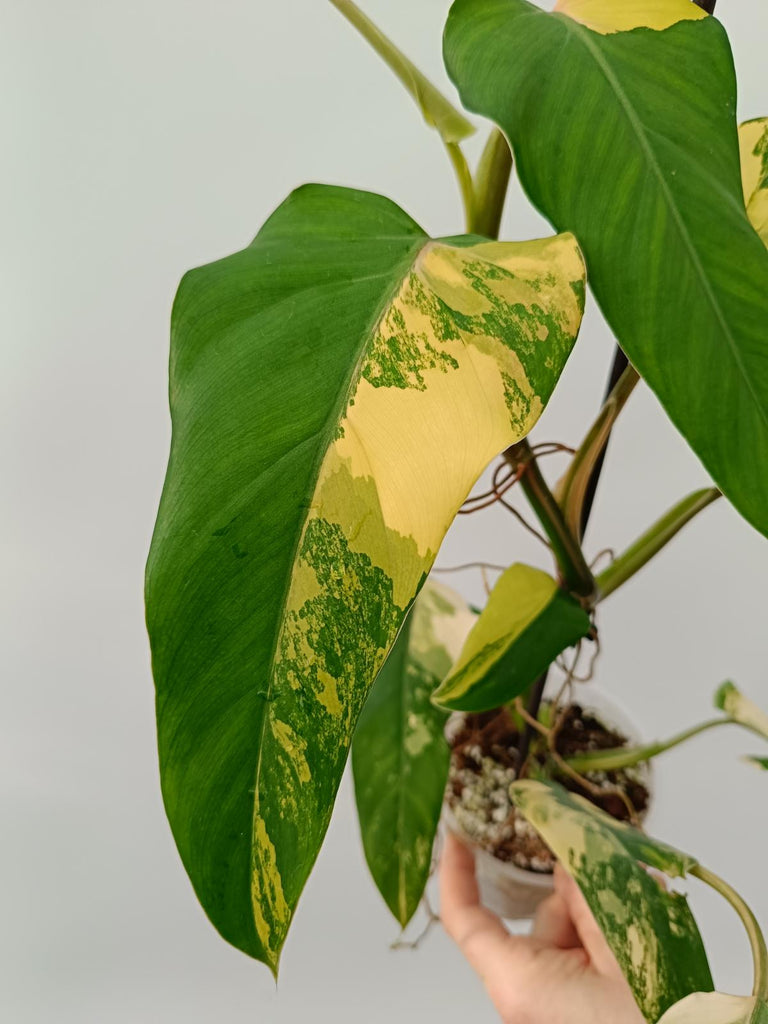 Philodendron domesticum variegata