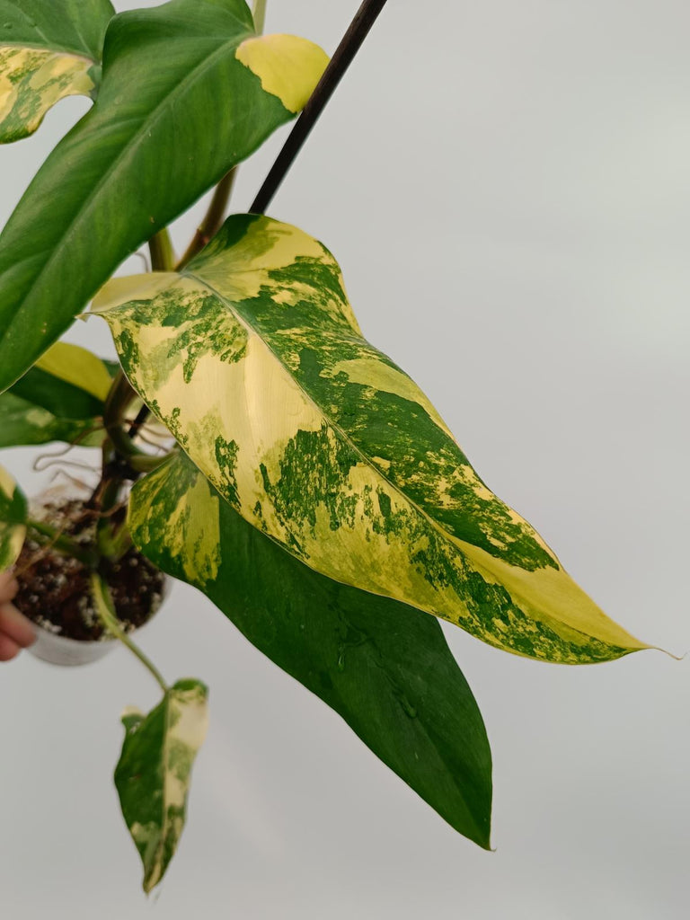 Philodendron domesticum variegata