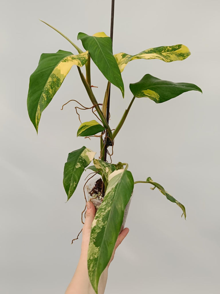 Philodendron domesticum variegata