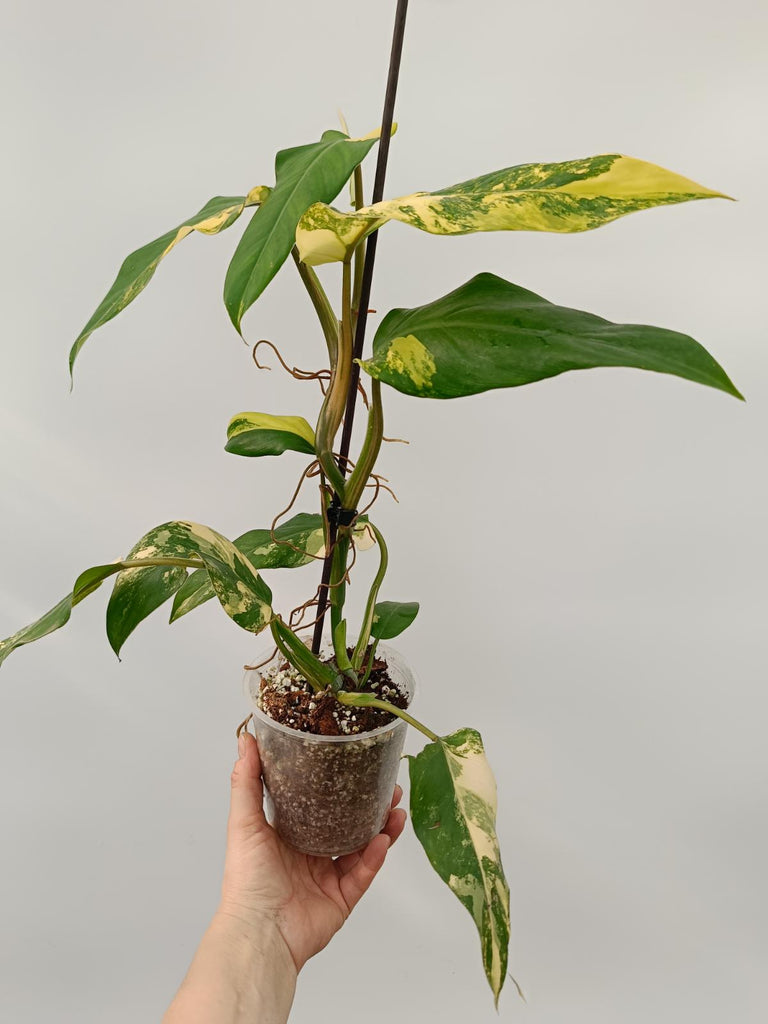 Philodendron domesticum variegata