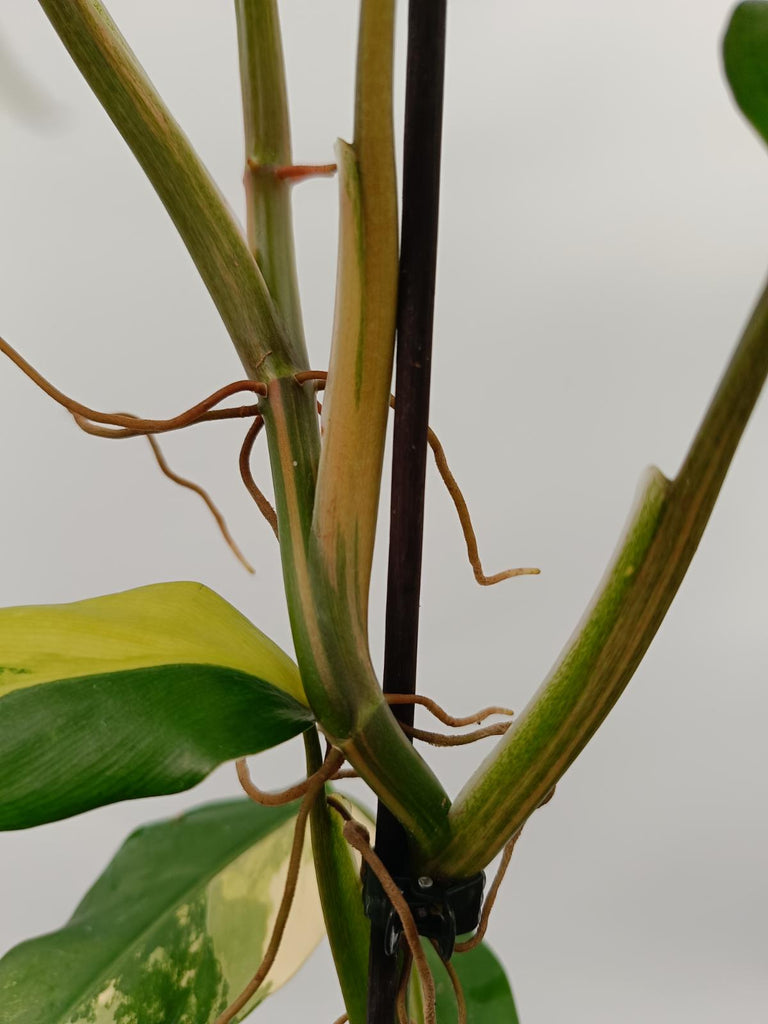 Philodendron domesticum variegata