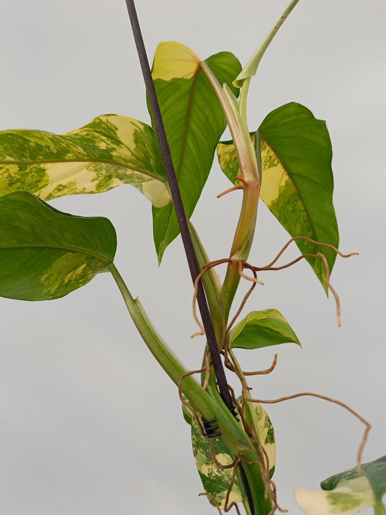 Philodendron domesticum variegata