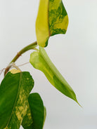 Philodendron domesticum variegata