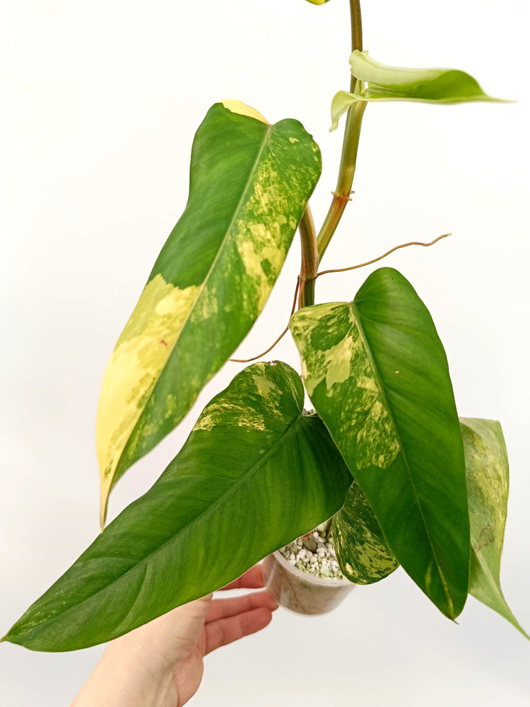 Philodendron domesticum variegata