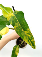 Philodendron domesticum variegata