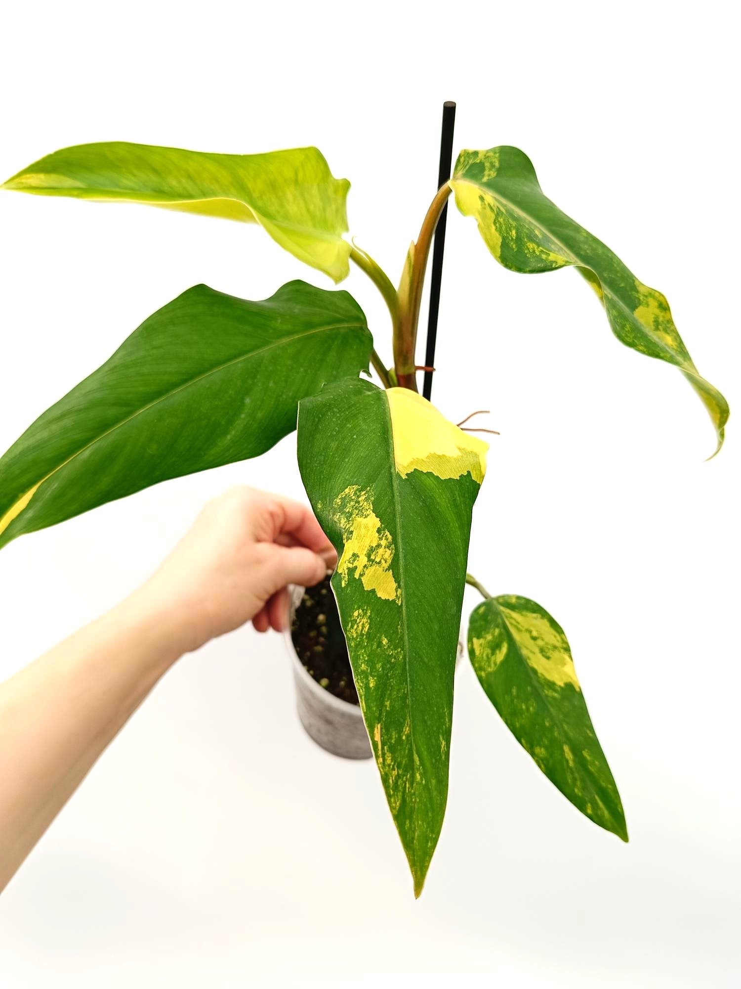 Philodendron domesticum variegata