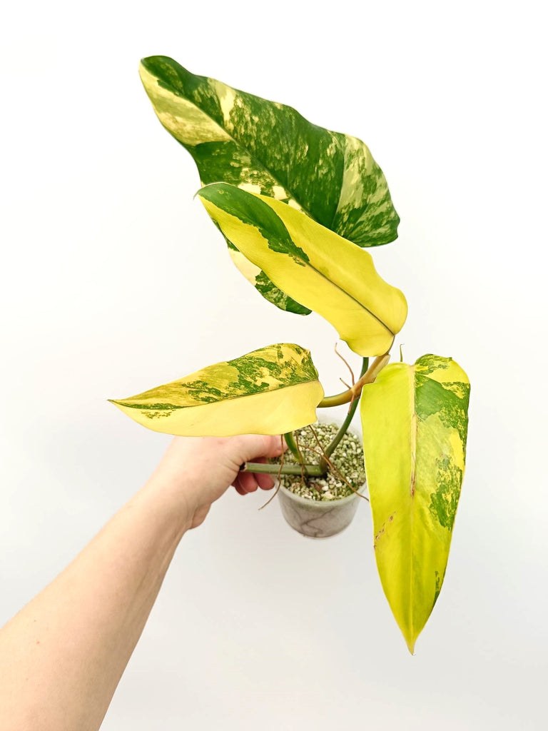 Philodendron domesticum variegata