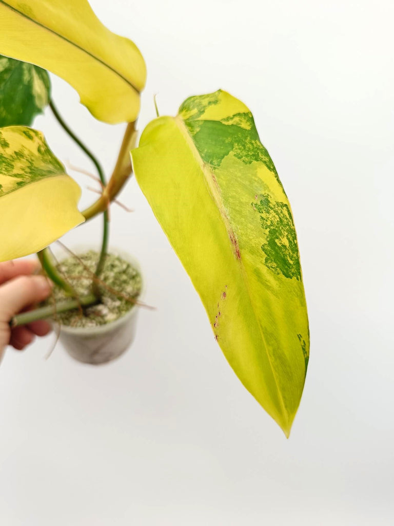 Philodendron domesticum variegata