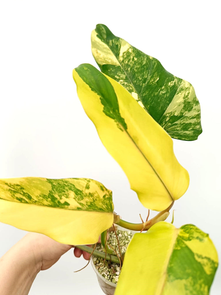 Philodendron domesticum variegata