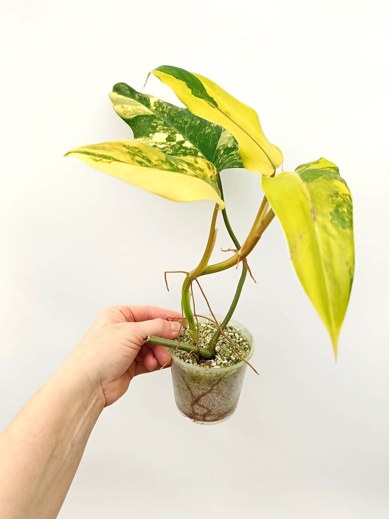 Philodendron domesticum variegata