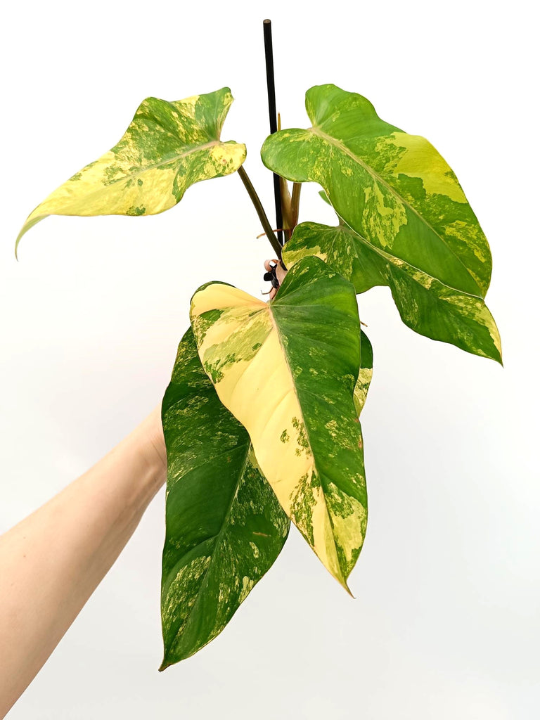 Philodendron domesticum variegata