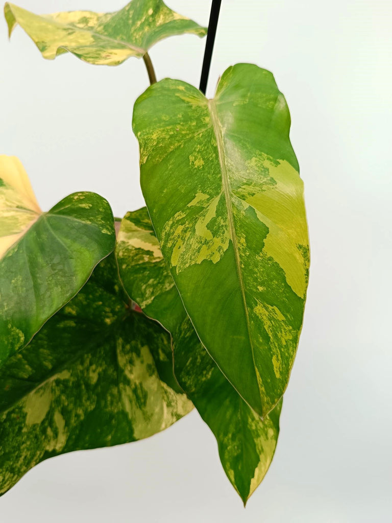 Philodendron domesticum variegata