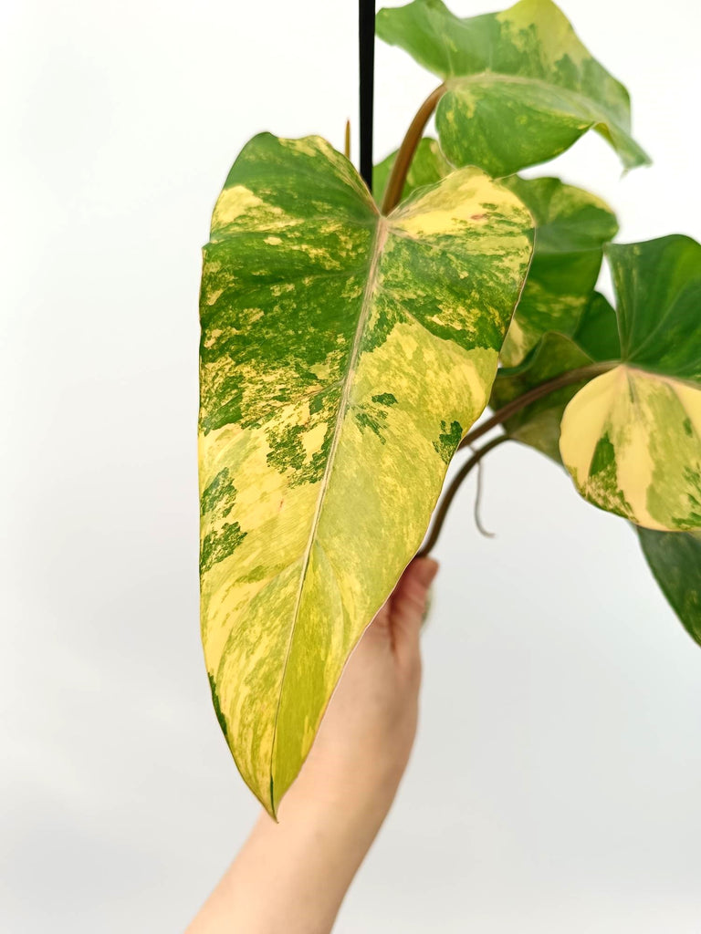 Philodendron domesticum variegata