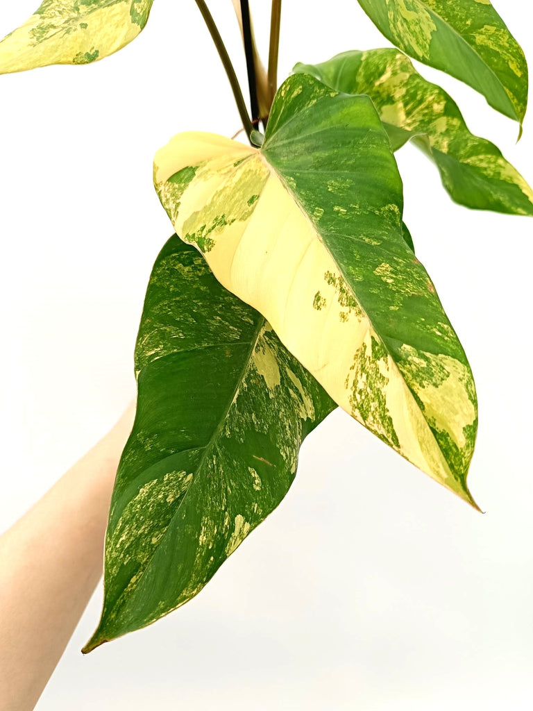 Philodendron domesticum variegata