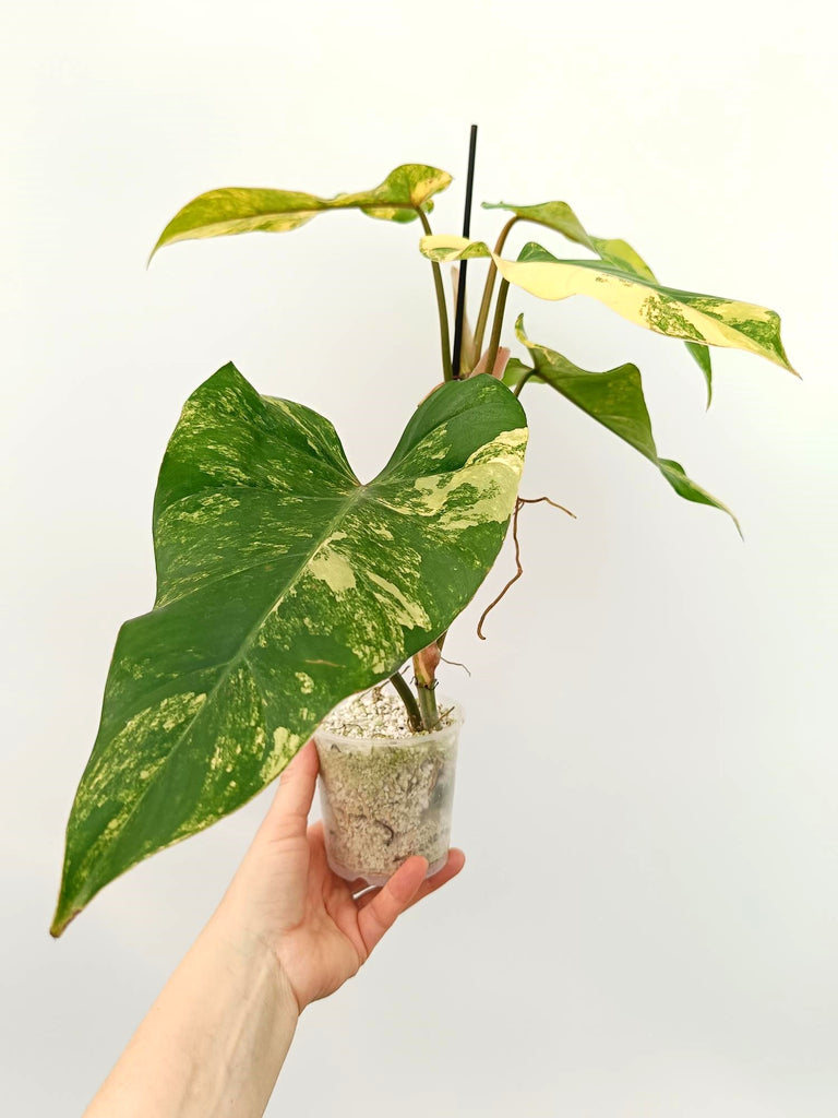 Philodendron domesticum variegata