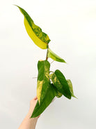 Philodendron domesticum variegata