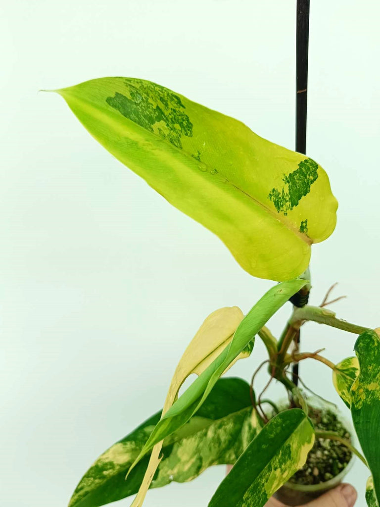 Philodendron domesticum variegata