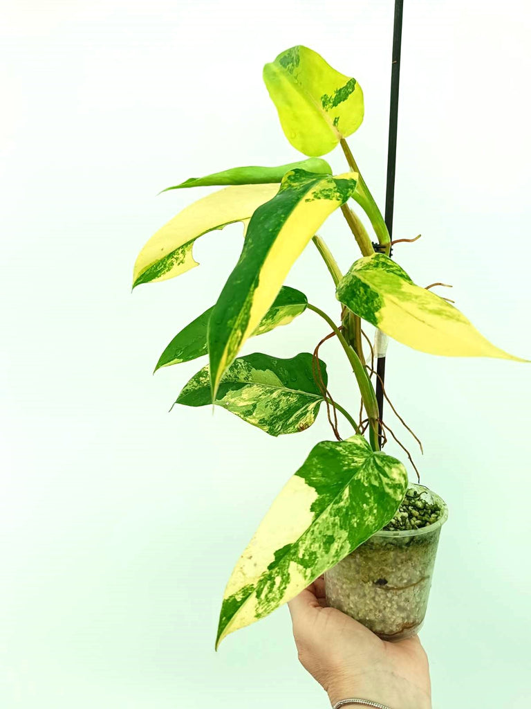 Philodendron domesticum variegata