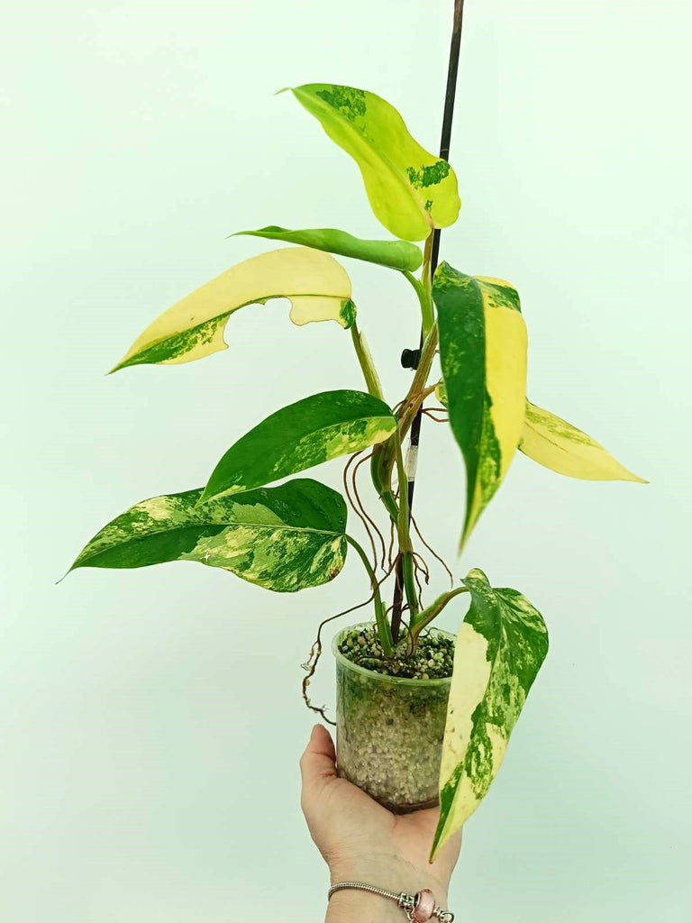 Philodendron domesticum variegata