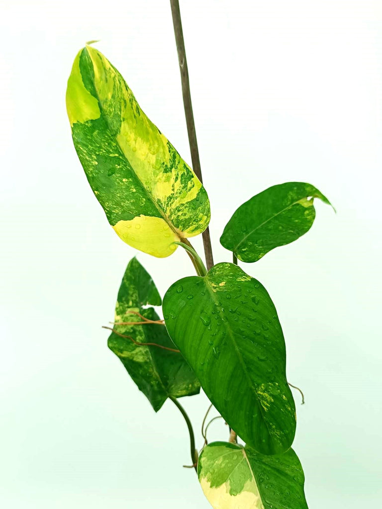 Philodendron domesticum variegata