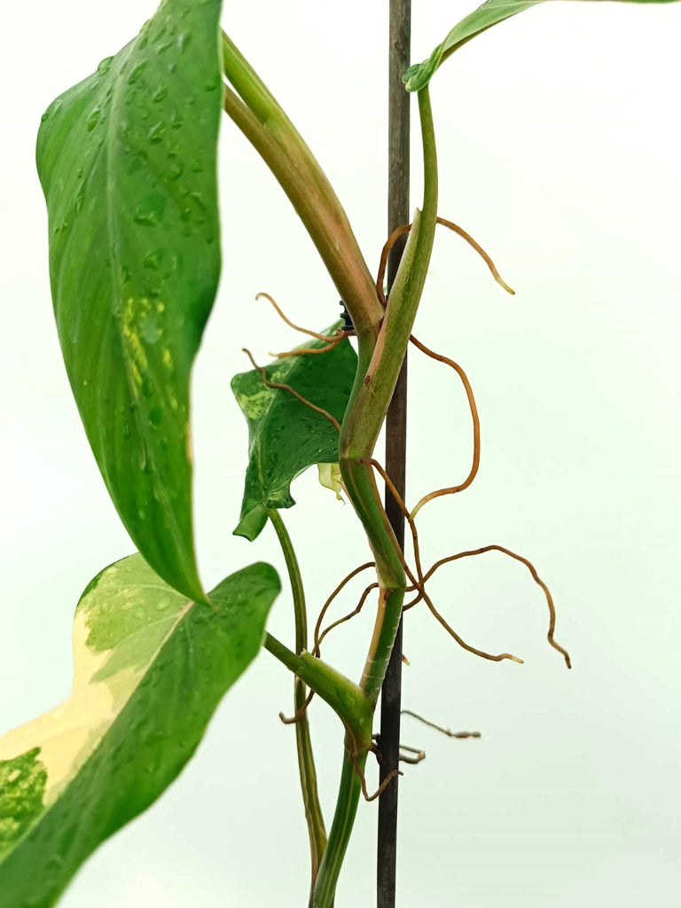 Philodendron domesticum variegata