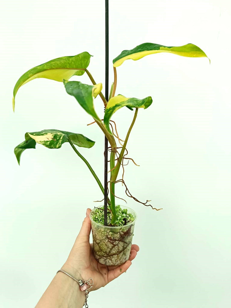 Philodendron domesticum variegata