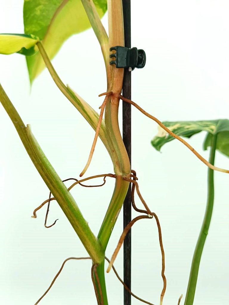 Philodendron domesticum variegata