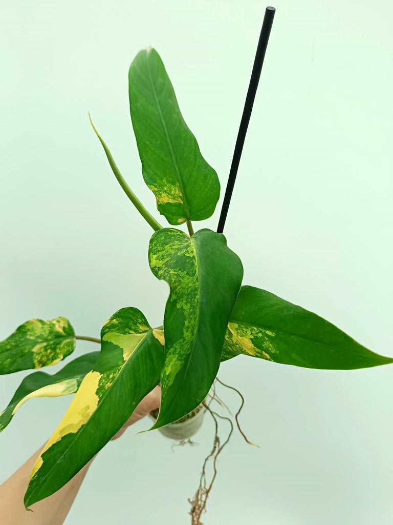 Philodendron domesticum variegata