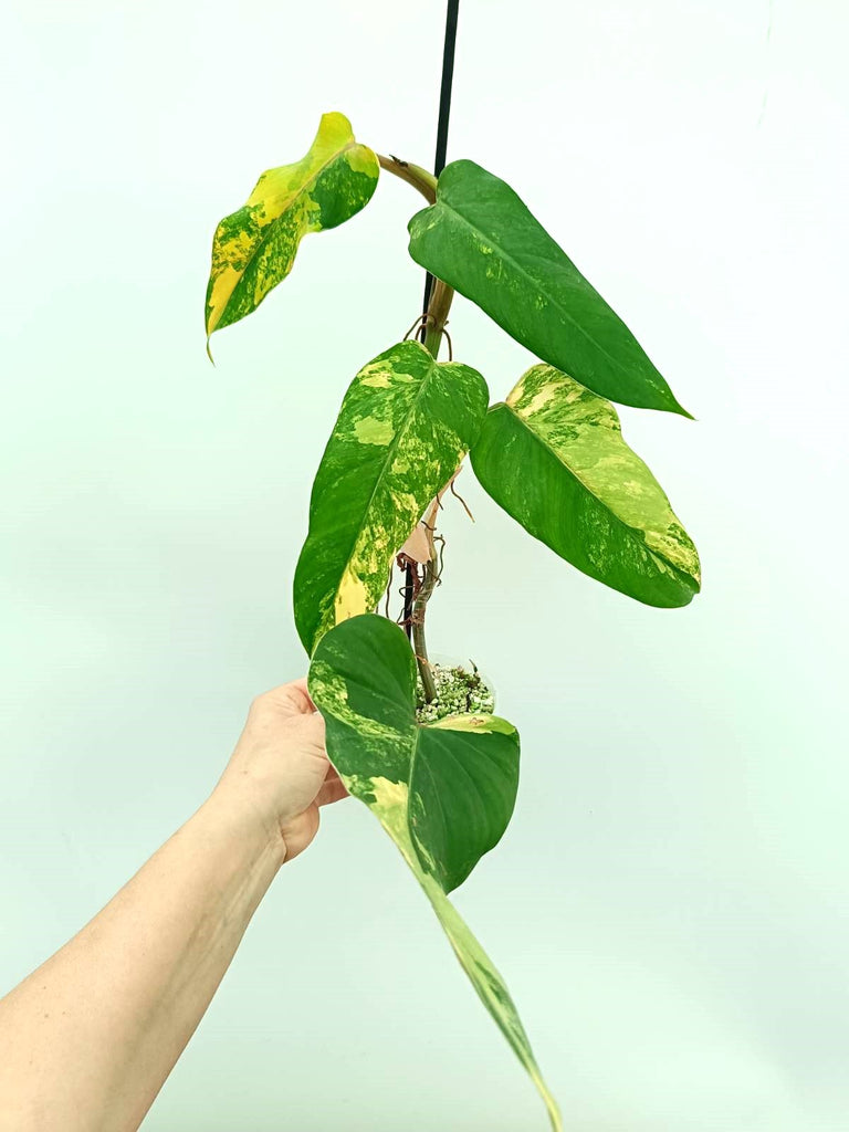 Philodendron domesticum variegata