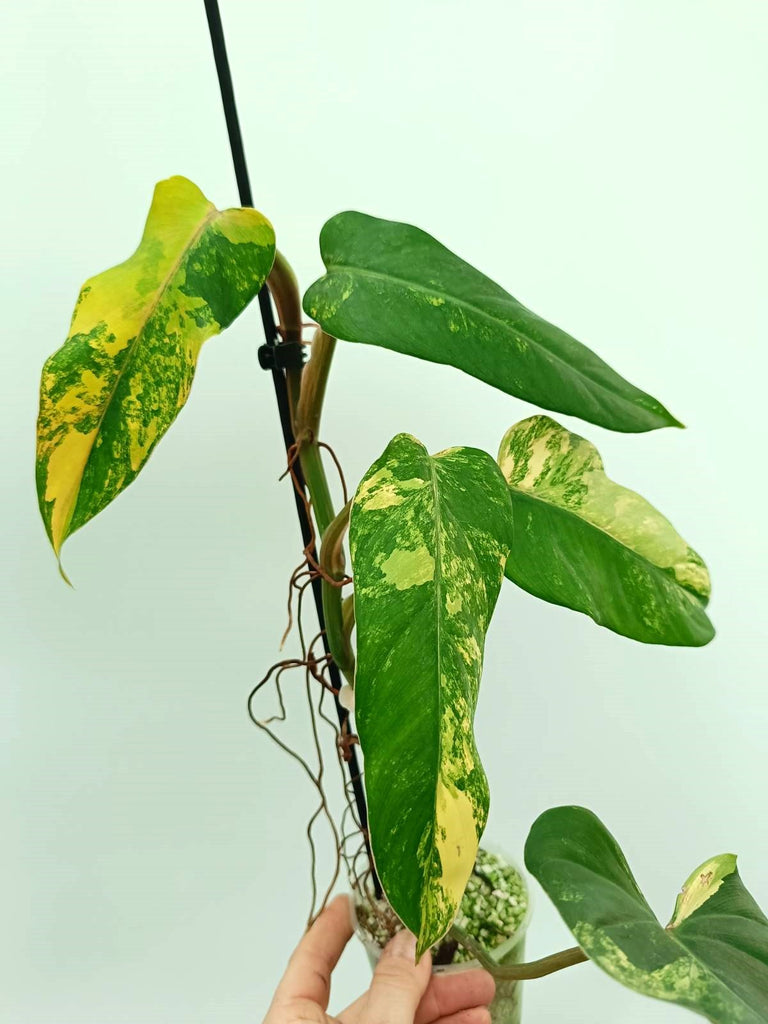 Philodendron domesticum variegata