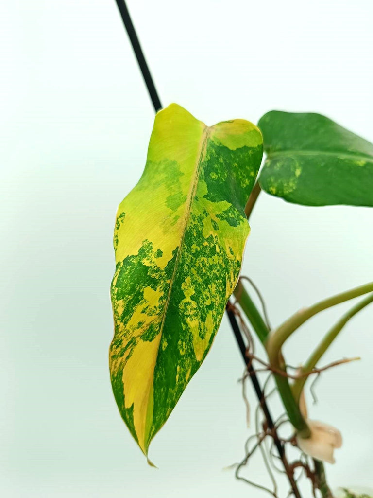 Philodendron domesticum variegata