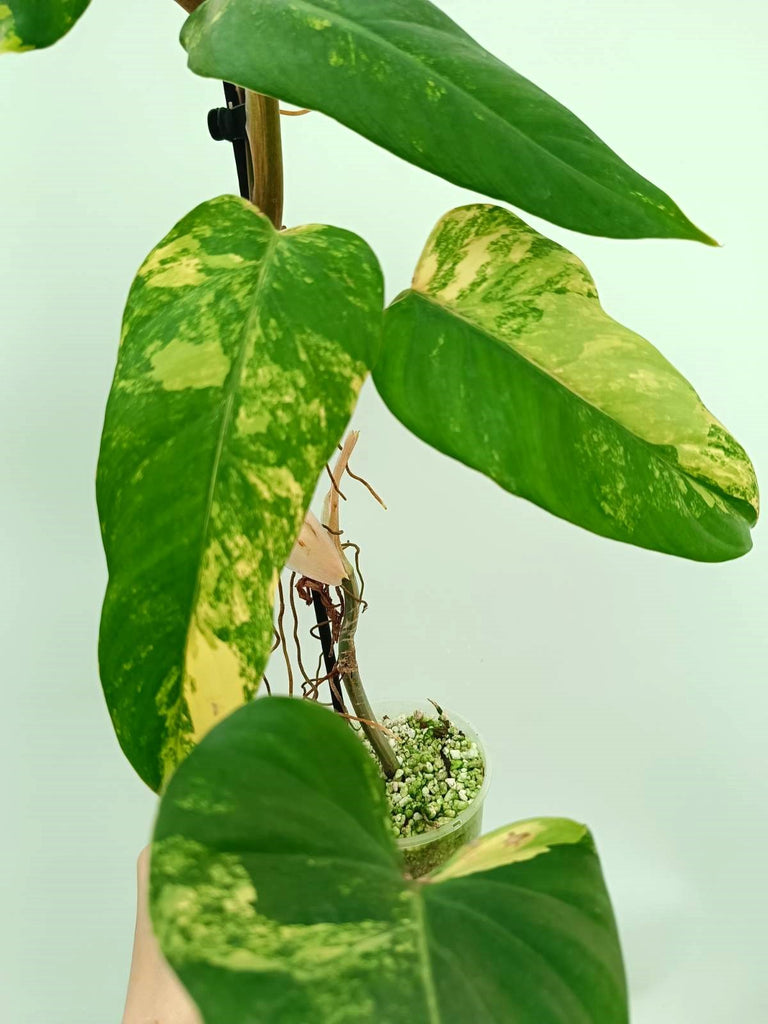 Philodendron domesticum variegata