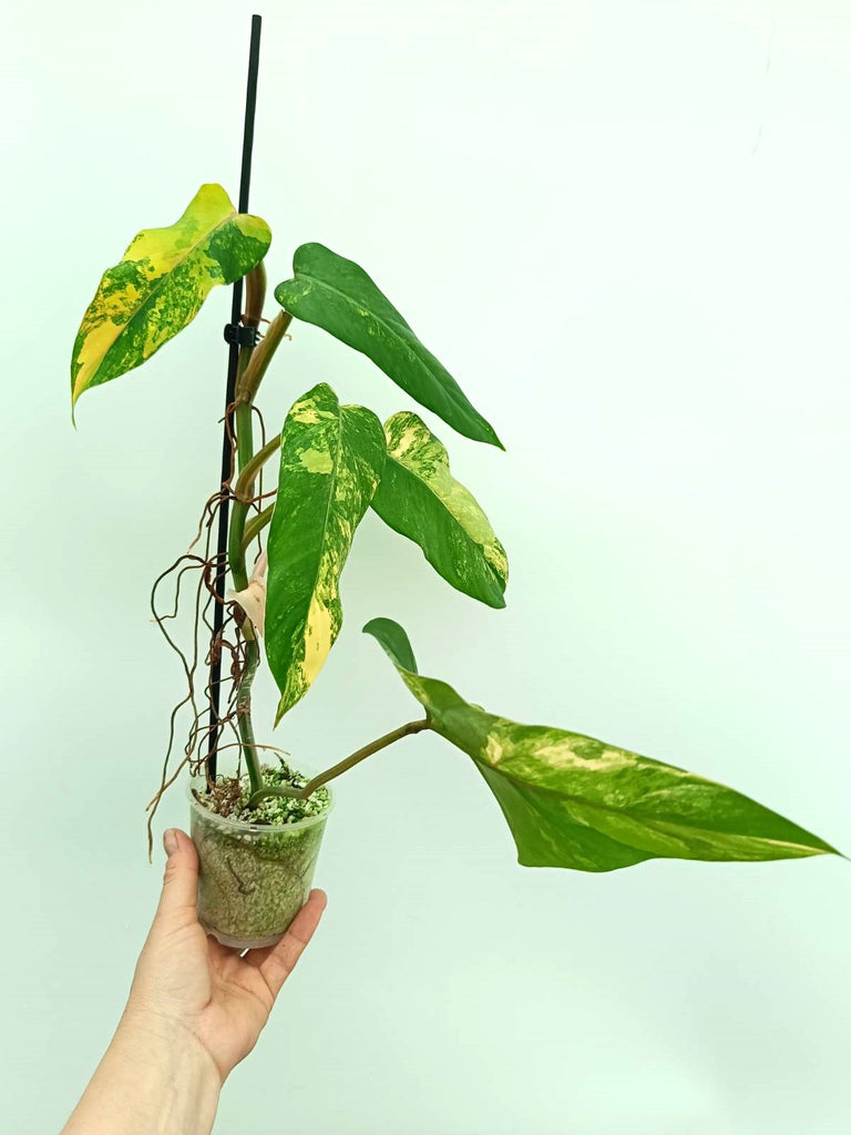 Philodendron domesticum variegata