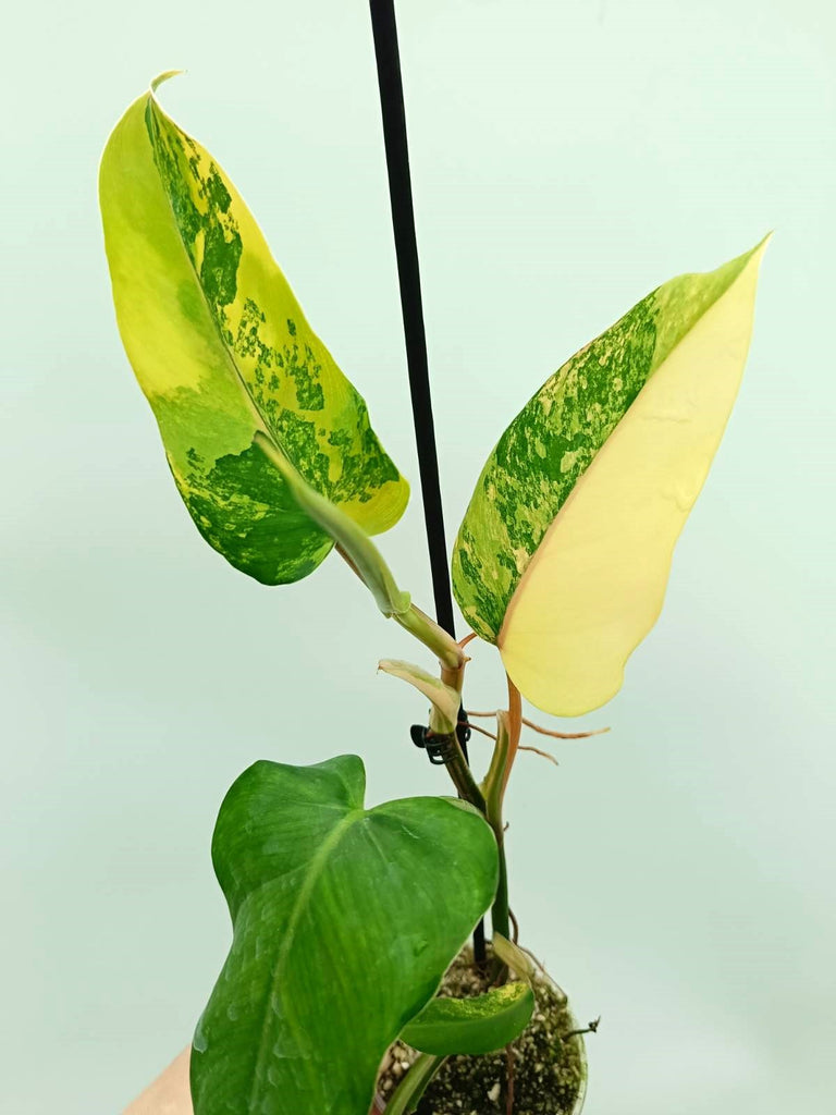 Philodendron domesticum variegata